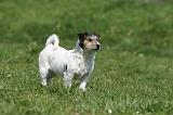 JACK RUSSEL 123